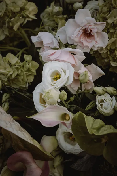Garden roses in close detail